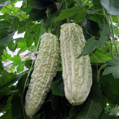 TRICONE Bitter Gourd Seed(100 per packet)