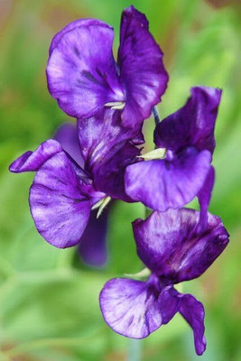 Lorvox Sweet Pea Flower Seeds F1 Hybrid Seed(20 per packet)