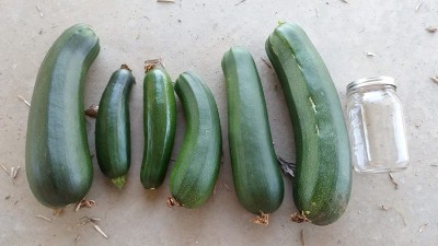 CYBEXIS LX-30 - Black Beauty Zucchini - (225 Seeds) Seed(225 per packet)