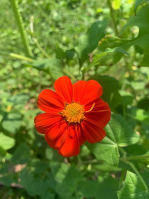 Quentova Tithonia Red Flower-PUA-7Z Seed(75 per packet)