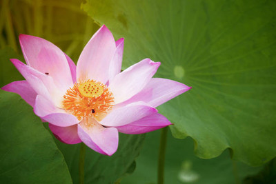 SeedStore lotus,kamal gatta Seed(14 per packet)