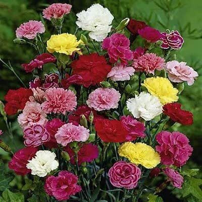 Aywal Carnation Giant Chabaud Mixed Color - Flower Seed(40 per packet)