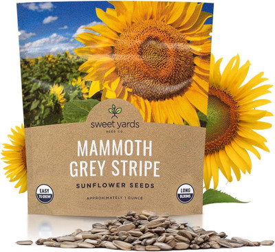 Qualtivate HUA-7A Mammoth Grey Stripe Sunflower Seeds Seed(200 per packet)