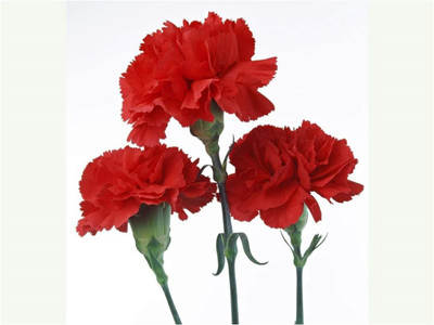 CYBEXIS Carnation - Scarlet RED Seed(50 per packet)