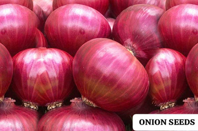SUAA Onion Seed(50 per packet)