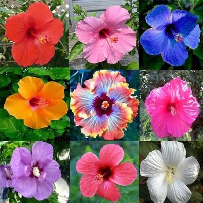 CRGO HIBISCUS , GUDHAL Seed(30 per packet)