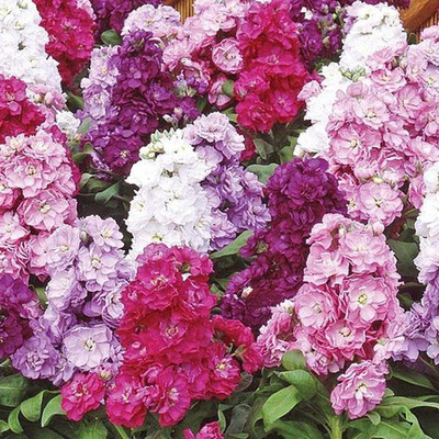 Aywal Large Flowered Ten Week Bedding Stock Seed(80 per packet)