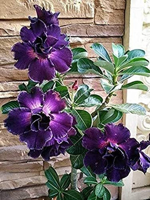 CRGO ADENIUM Seed(20 per packet)