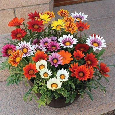 ACCELCROP Mixed Gazania Flower Seed(95 per packet)