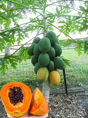 BSARKAR Red lady papaya seed Seed(20 per packet)