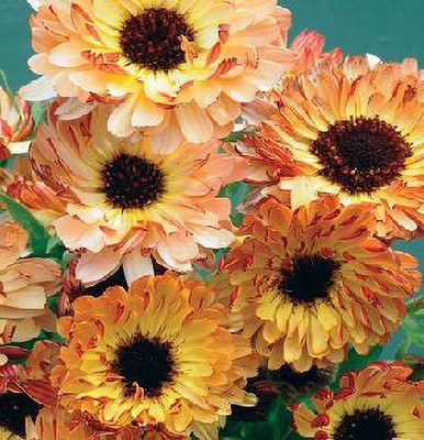 XOLDA Exotic calendula Seed(20 per packet)