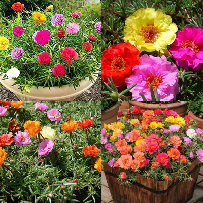 ibains 10 o clock plant seeds Seed(22 per packet)