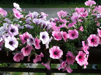 Lorvox Petunia hybrid flower Seed(40 per packet)