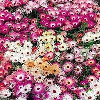 Aro Mesembryanthemum Seed(45 per packet)