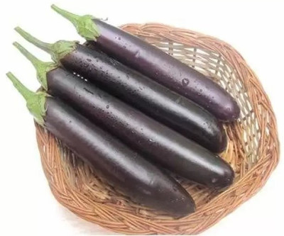 Aro Brinjal purple long, Brinjal, Eggplant Seed(160 per packet)
