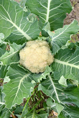BDSresolve white cauliflower,gobhee seeds Seed(70 per packet)