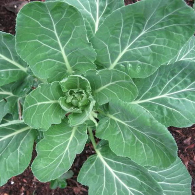 WILLVINE GBPUT -IX Carolina Yellow Cabbage Collard Seeds [50g] Seed(15000 per packet)