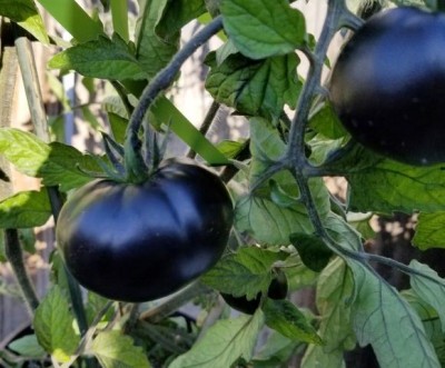 DHENU PRASAD 39 F1 Hybrid Round Black Tomato Seed(39 per packet)