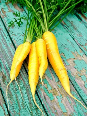 CYBEXIS LX-64 - Yellowstone Carrot - (250 Seeds) Seed(250 per packet)