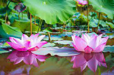 CARIBBEAN LOTUS,KAMALSEEDS Seed(8 per packet)
