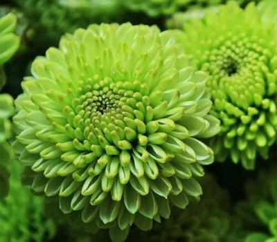 Seedsqlty NA Seed(15 per packet)