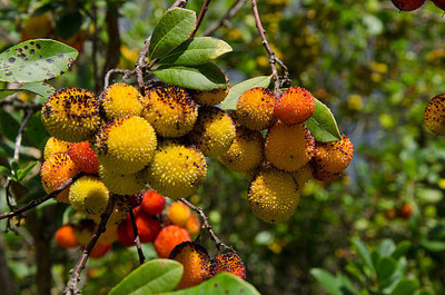 MAA LITCHI,LICHEE,LYCHEE Seed(11 per packet)