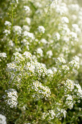 Plantzone gypsophila flower Seed(100 per packet)