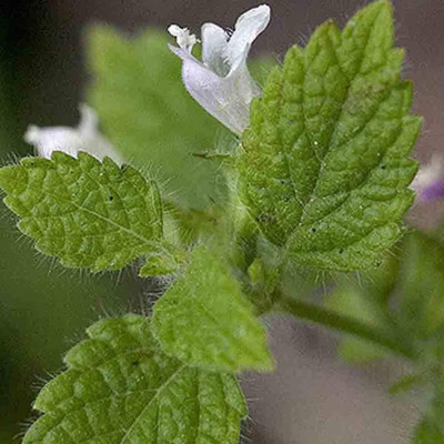 CYBEXIS VXI-2 - Lemon Balm Capricata Citronella - (250 Seeds) Seed(250 per packet)
