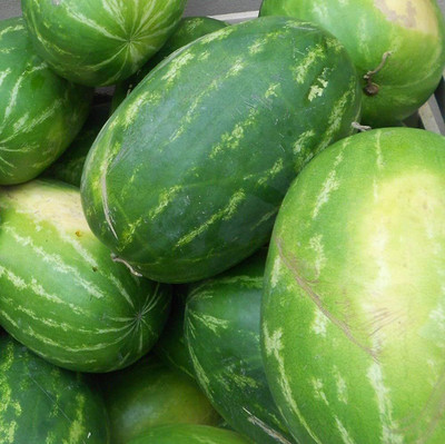 BDSresolve Hybrid watermelon seeds PACK OF 57 Seed(57 per packet)
