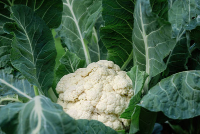 Click to buy white cauliflower,gobhee seeds Seed(30 per packet)