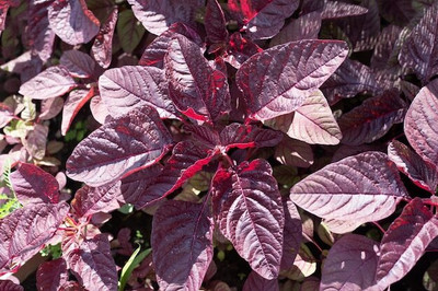 XOLDA Organic red amarnthus Seed(48 per packet)