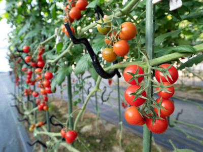 seedex tomato Seed(30 per packet)