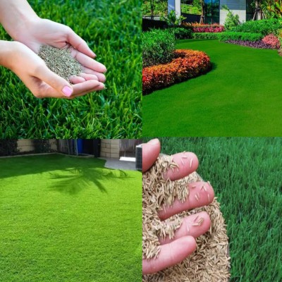 Greenfall Mexican Carpet Grass for Gardens and Playgrounds - 5500 + Seeds Pack Seed(5500 per packet)