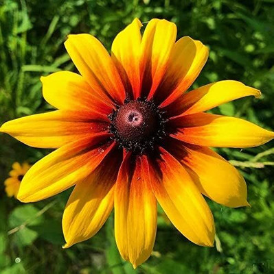 Qualtivate PUAS-103 Gloriosa Daisy Flower Seeds Seed(50 per packet)