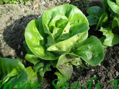 CYBEXIS Lettuce - Little GEM - Seeds (Organic)2000 Seeds Seed(2000 per packet)