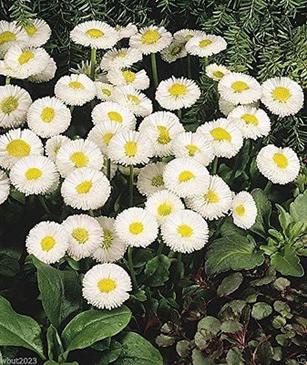 VibeX NDIR-34 - White Double - English Daisy - (180 Seeds) Seed(180 per packet)