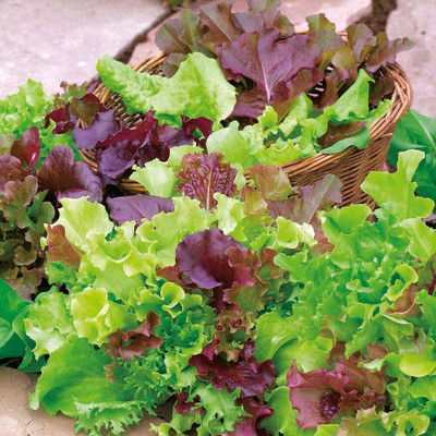 CYBEXIS Baby Leaf Mixed Lettuce Seeds - Cut & Come Again Salad Leaf Vegetable1000 Seeds Seed(1000 per packet)