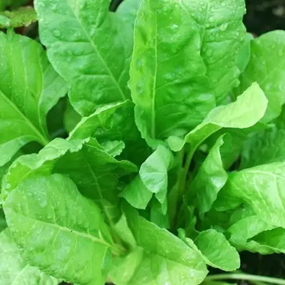 MAA Spinach, Palak Seed(220 per packet)