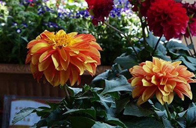 CYBEXIS LX-98 - Dahlia Flower Exotic Fresh - (60 Seeds) Seed(60 per packet)