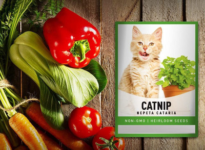 VibeX XLR-74 - Catnip Mint - (1500 Seeds) Seed(1500 per packet)