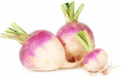 Quentova White Purple Ball Turnip/Shalgam-NTL-7G Seed(300 per packet)