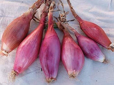 Qualtivate PUAS-3A Onion - Long Torpedo Shaped Rose Seed(500 per packet)