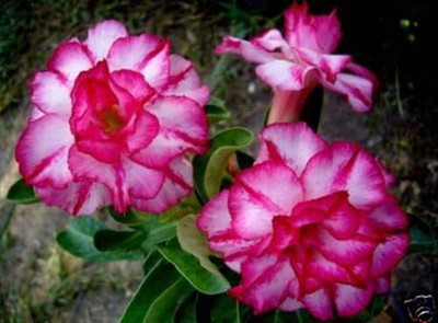 Qualtivate NDIR-208 Adenium Desert Rose Seeds Seed(30 per packet)
