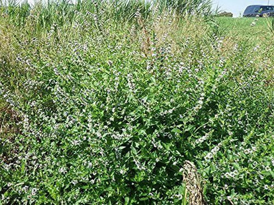 VibeX ® RXI-478 WHITE WOOD MINT Mentha Arvensis Seed(200 per packet)