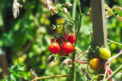 YI Saler tomato Seed(55 per packet)