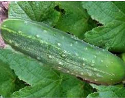 WHYGI Cucumber Sassy F1 Seed-CuC_216 Seed(50 per packet)