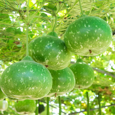 BDSresolve Hybrid round bottle gourd seeds PACK OF 30 Seed(30 per packet)