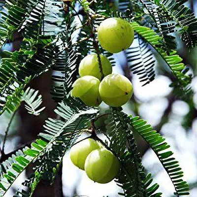 Chalisa Gooseberry, Amla Seed(82 per packet)