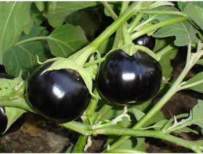 Biosnyg Fresh Brinjal Black Round Eggplant ( Seeds) Seed(5000 per packet)