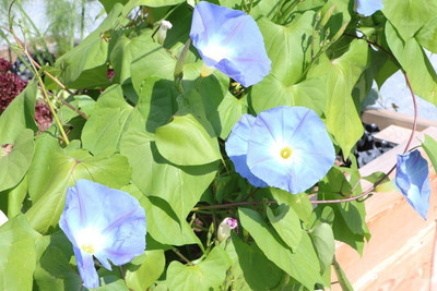 Quentova IPOMEA FLOWER-CTU-3H Seed(100 per packet)